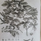 1786 SILVA: DISCOURSE OF FOREST TREES 2 VOLUMES ILLUSTRATED antique in ENGLISH